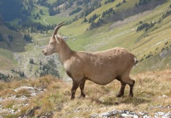 Réserve naturelle du Vanil Noir 